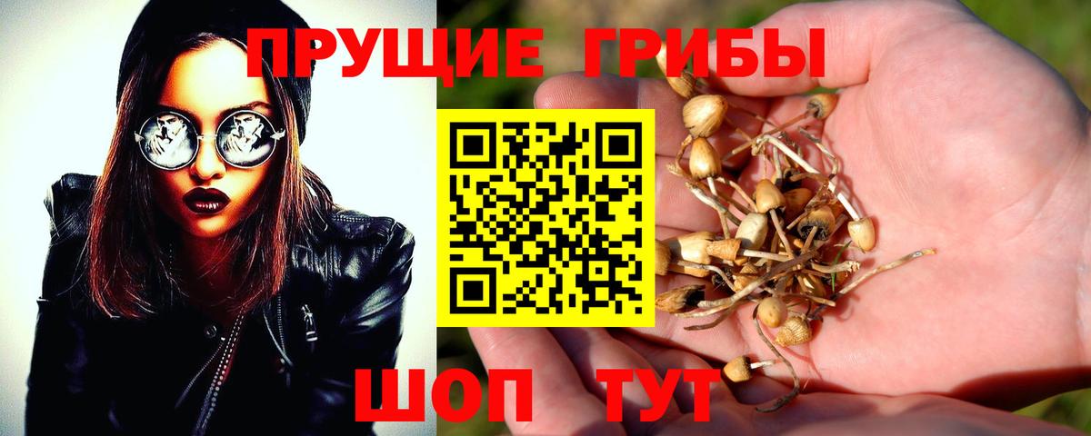 цена   Псилоцибиновые грибы Cubensis  Галлюциногенные грибы GOLDEN TEACHER  Вход с VPN  Грозный 